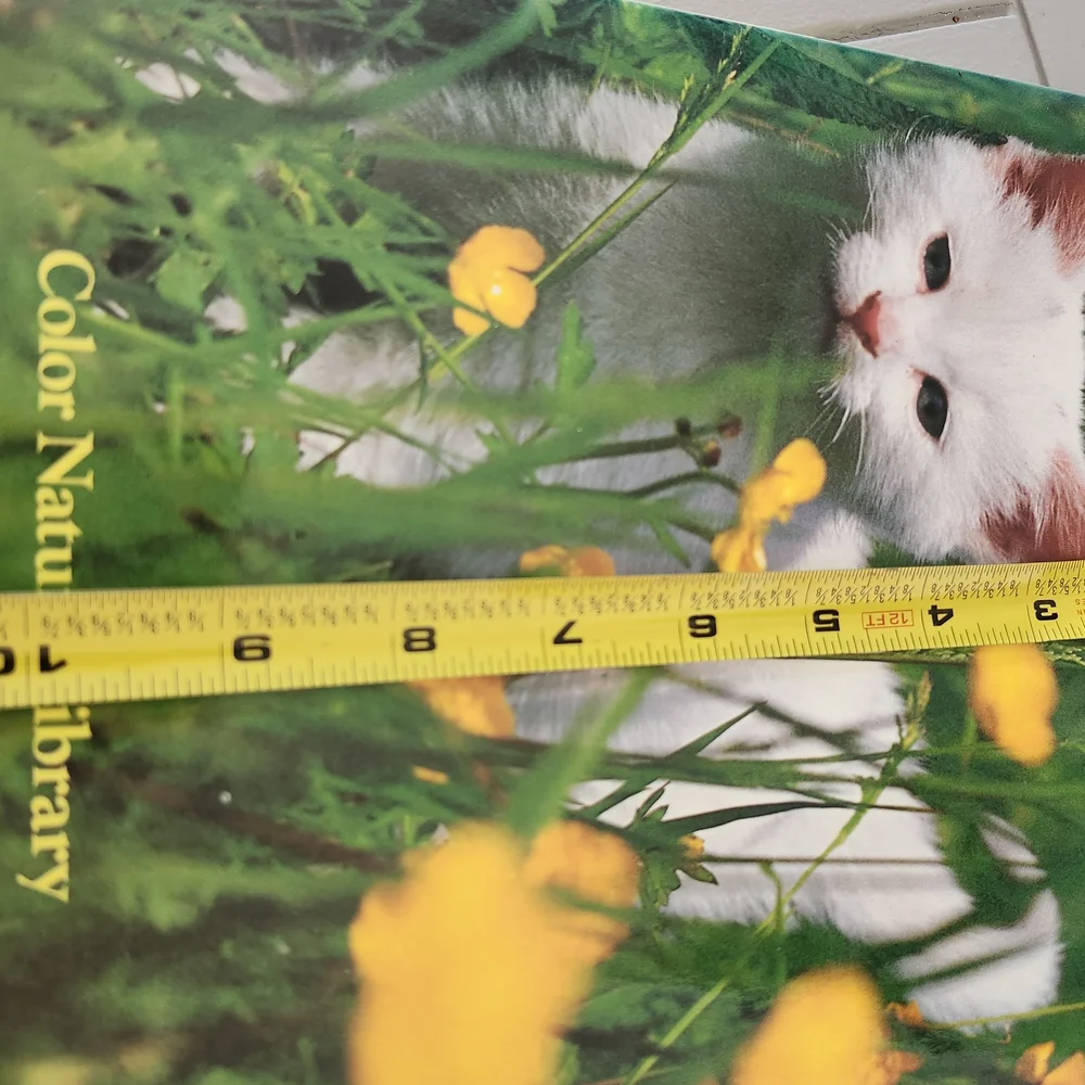 Kittens Book Cover Featuring White Kitten with Yellow Flowers